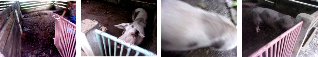 Images of tropical backyard sow
            being moved to a new pen