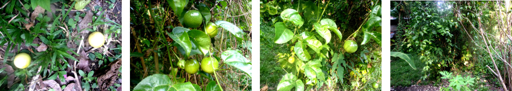 Images of passion fruit in tropical
        backyard