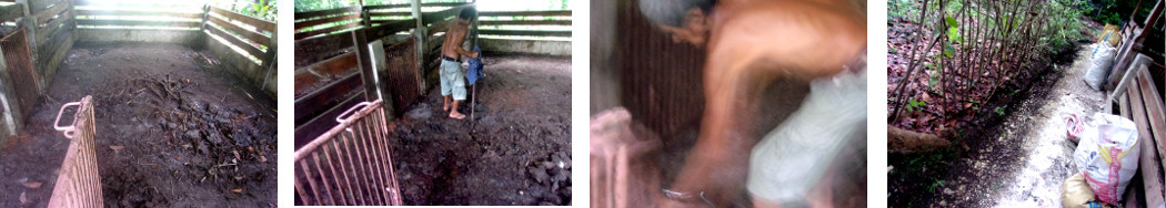 Images of tropical bckyard pigpen
        being cleaned up