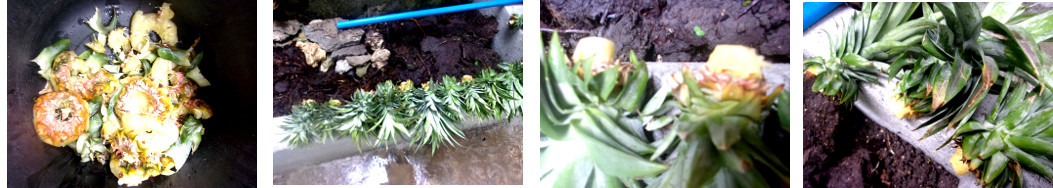 Images of pineapple tops from local
        market drying out befere being planted in tropical backyard