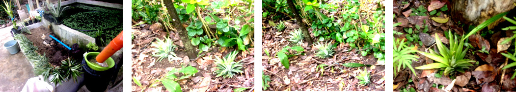 Images of pineapple tops planted in
        tropical backyard garden