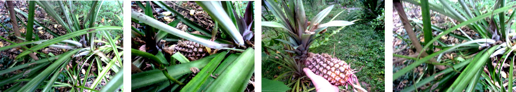 Images of pineapple picked in tropical
        backyard