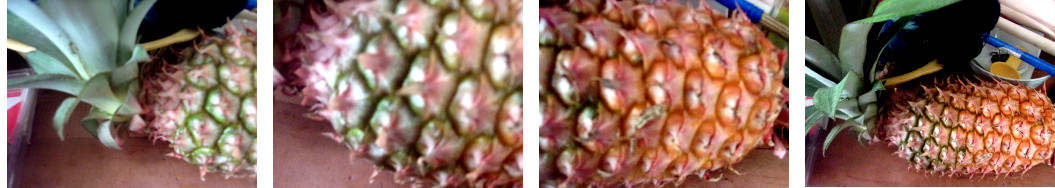 Images of recently picked pineapple
        ripening