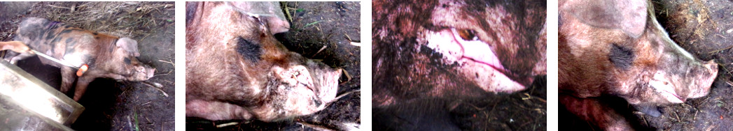 Images of tropical backyard boar