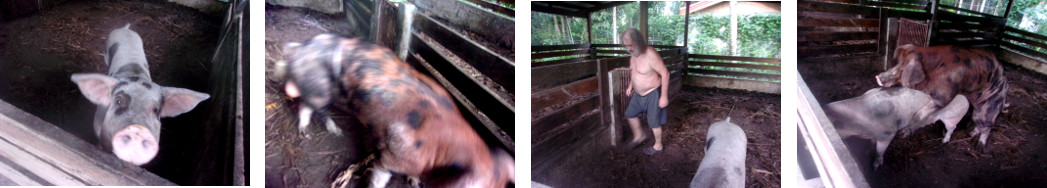 Images of tropical backyard boar with
        sow