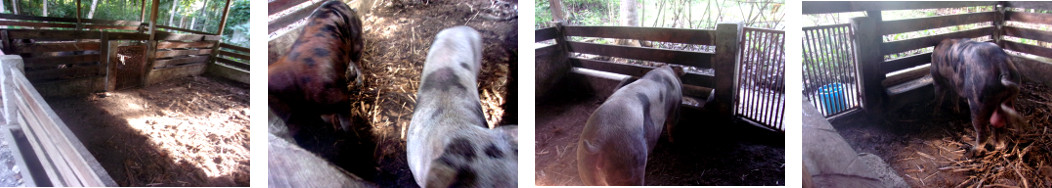 Images of tropical boar and sow
        separated after mating