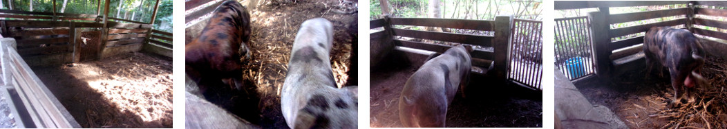 Images of tropical boar and sow
          separated after mating