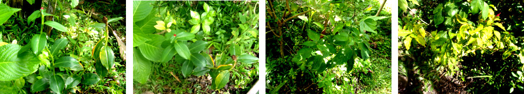 Images of plants recently planted in a
        tropical; backyard