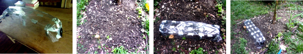 Images of small plastic tunnel in
        tropical backyard to protect sprouting seedlings