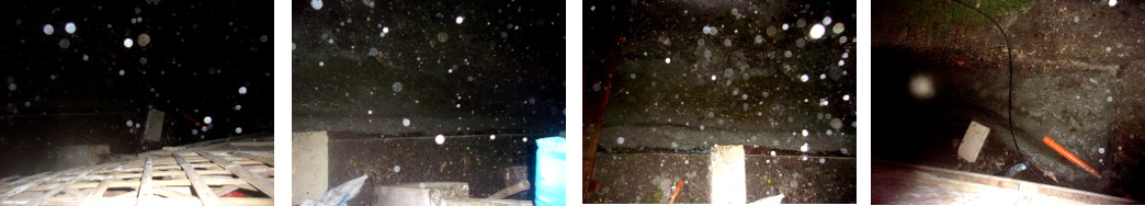 Imags of night rain in tropical
        backyard