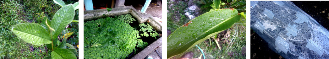 IMages of night rain i n tropical
        backyard