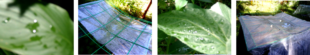 Images of tropical backyard after rain
        in the night