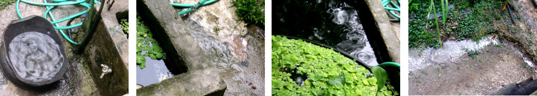 Images of rain in tropical backyard