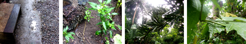 Images of tropical backyard after rain
        in the night