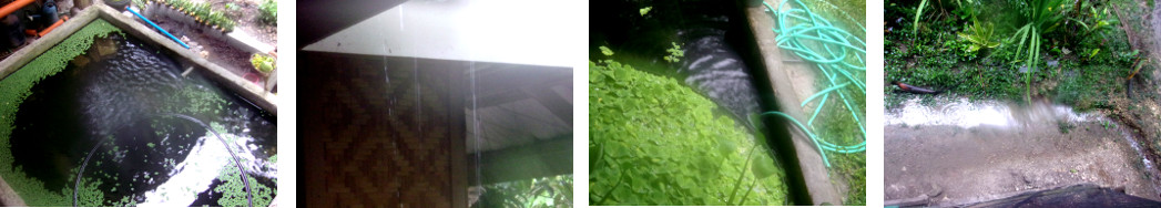 Images of rain in a tropical backyard