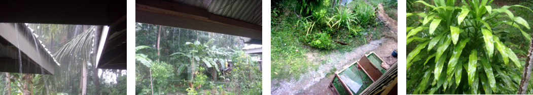 Images of rain in a tropical backyard