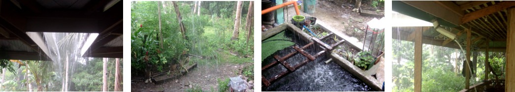 Images of heavy rain in tropical
        backyard