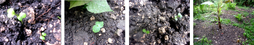 Images of seeds sprouting in tropical
        backyard