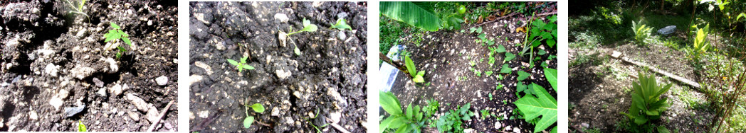 Images of seedlings sprouting in
        tropical backyard garden