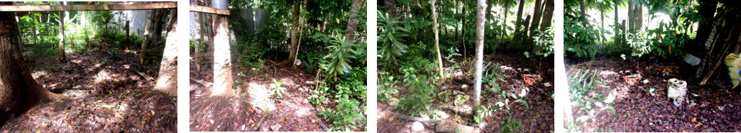 Imags of light and space in
        tropicalbckyard after clean up of wood pile