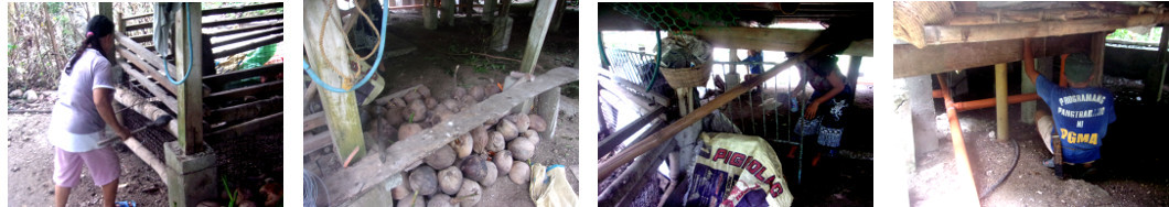 Images of cleaning up under tropical
        wooden house in search of termites