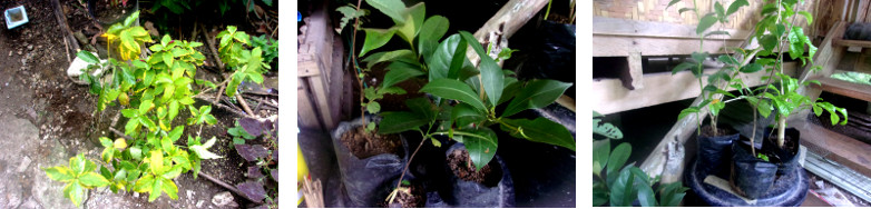 Images of different types of newly
        bought trees for planting in tropical backyard
