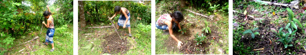 Images of four closely planted fruit
        trees in tropical backyard