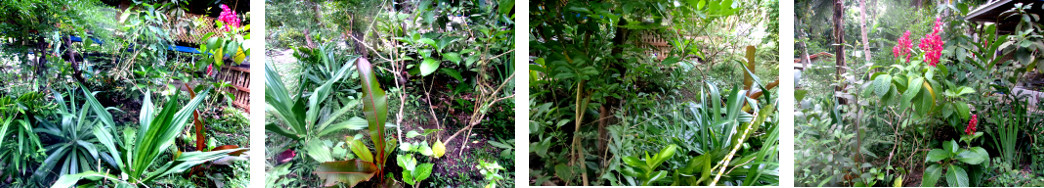 Imagews of area of tropical backyard
        after being trimmed