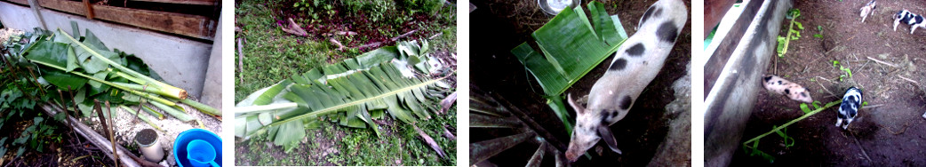 Images of banan leaves fed to tropical backyard pigs