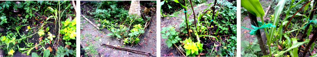 Images of damaged tropical backyard
        plants