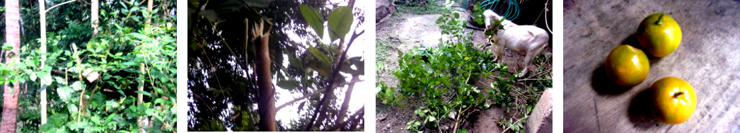 Images of Calimansi tree trimmed in
        tropical backyard