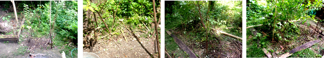 Images of wild growth in tropical
        backyard being cleaned up