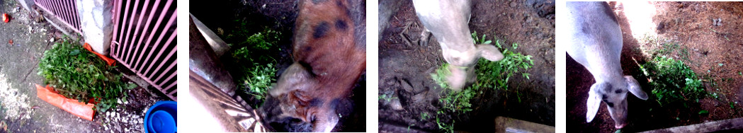 Images of tropical backyard pigs eating weeds from
        garden