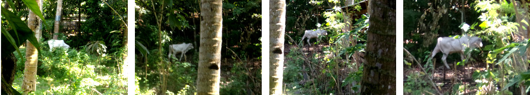 Images of a neighbour's cow loose in a
        tropical backyard