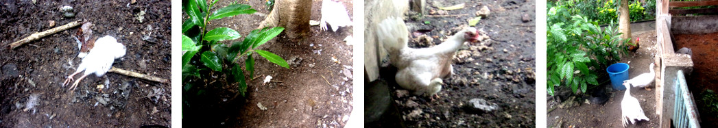 Images of dead chick and suspecyts in a tropical
        backyard