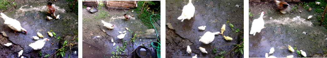 Images of ducklings and chicks in
        tropical backyard