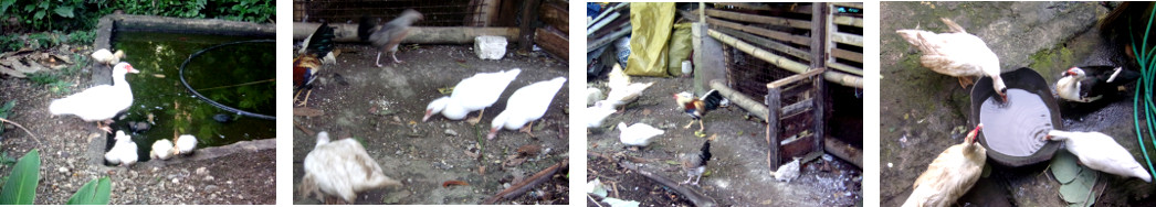 Images of Muscovy ducks in a tropical backyard
