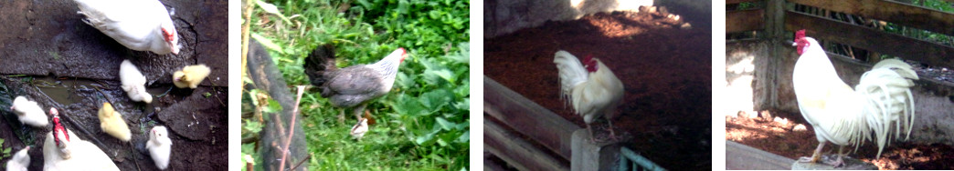 Images of fowl in tropical backyard