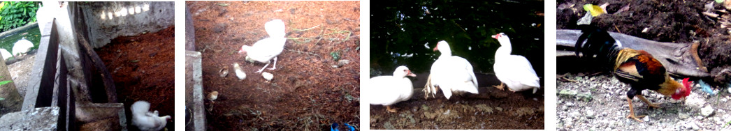 Images of fowl in tropical backyard