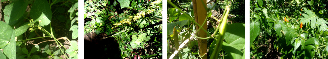 Images of food growing in tropical
        backyard but not yet ready for harvesting