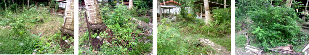 Images of wild growth patches in
        tropical backyard