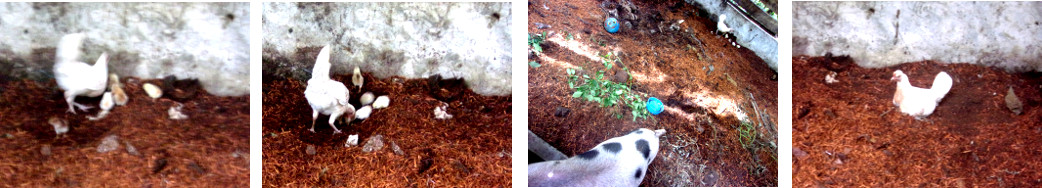 Images of hen with chicks living in
        tropical backyard pig pen with piglet