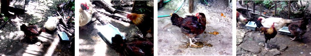 Images of various chickens with ducks in
        tropical baclkyard