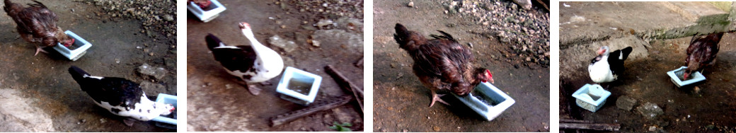 Images of broiler chicken and duck
        with deformed beak in tropical backyard