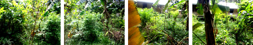 Images of wild growth in tropical backyard