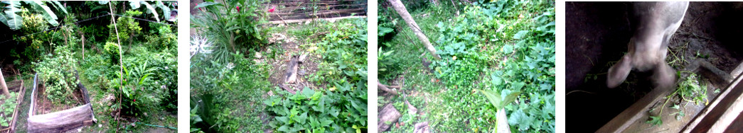IMages of tropical backyard being
        slowly cleaned up by feeding the weeds animals