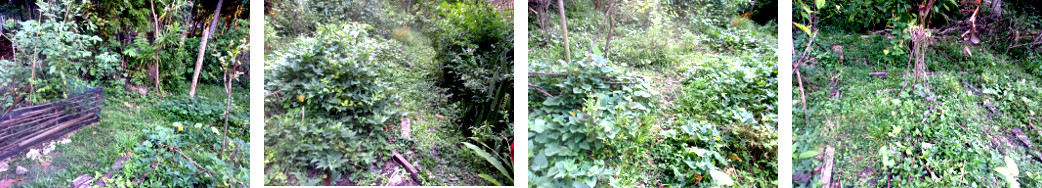 Images of tropical backyard with some weeds removed