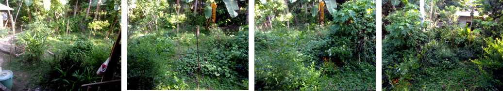 Images of tropical backyard garden facing north