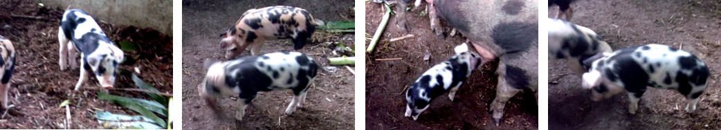 IMages of tropical backyard piglet
        with suspected developmental problems
