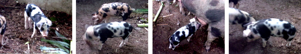 IMages of tropical backyard piglet
          with suspected developmental problems